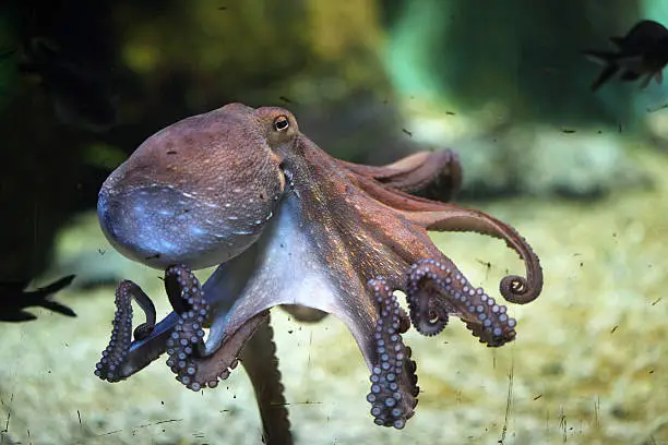 Common octopus (Octopus vulgaris). Wildlife animal.