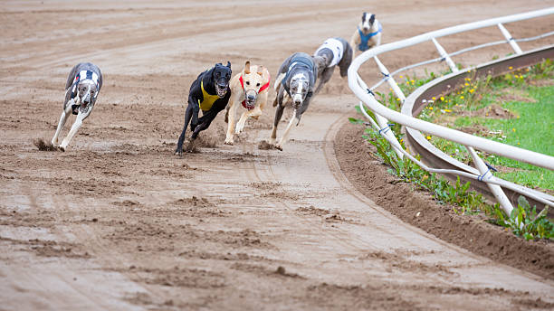 greyhound carreras de perros - galgo inglés fotografías e imágenes de stock