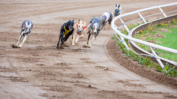 Greyhound dogs racing Greyhound dogs racing on sand track greyhound stock pictures, royalty-free photos & images