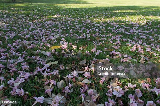 Grass Stock Photo - Download Image Now - Compost, Dirt, Environmental Conservation