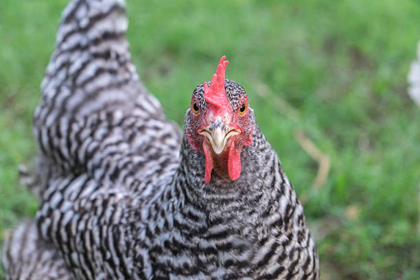 istock Plymouth Barred Rock 479138874