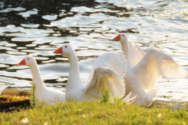 istock geese running on the sea shore 479139225
