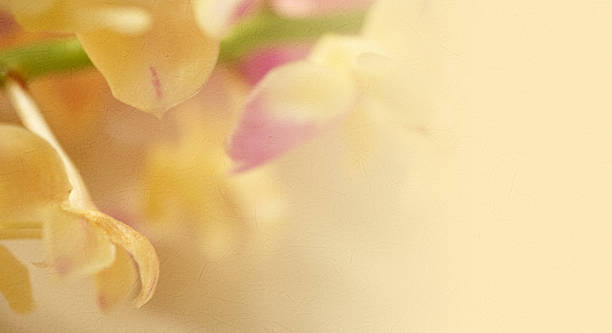 istock sweet color orchids in soft  style on mulberry paper texture 479141380