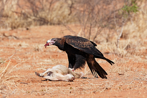 Ferocious-looking Wedge-tail Eagle feeding on the road-kill carcass of a small kangaroo.  Feeding Wedge-tails are notoriously difficult to photograph as they are always alert and very edgy, easily spooked.  This huge eagle has a lump of flesh in its sharp beak as it looks up, keeping a wary eye on the photographer and ready to flee at any moment. Horizontal.