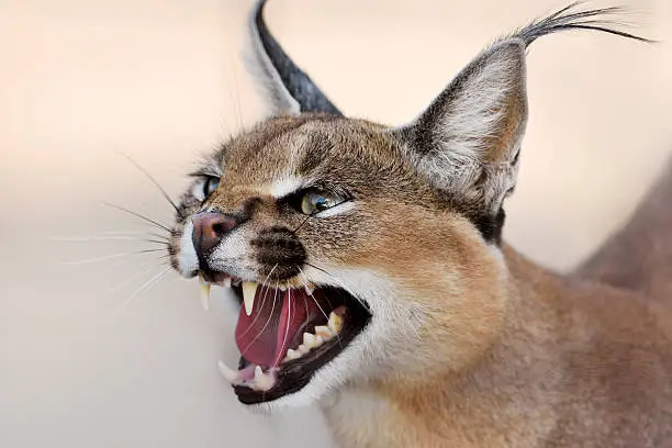 close-up of a caracal in the desert in namibia