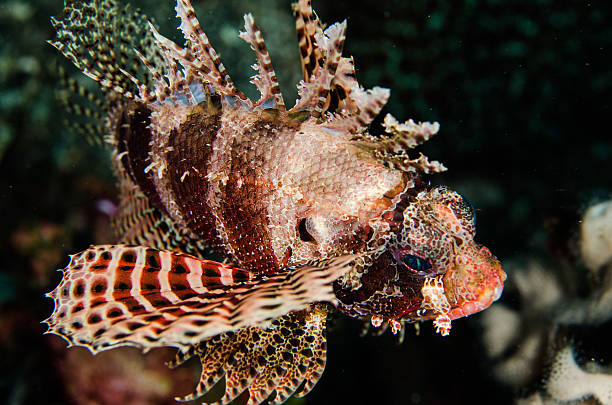 istock scuba diving lembeh strait indonesia shortfin lionfish 479142524