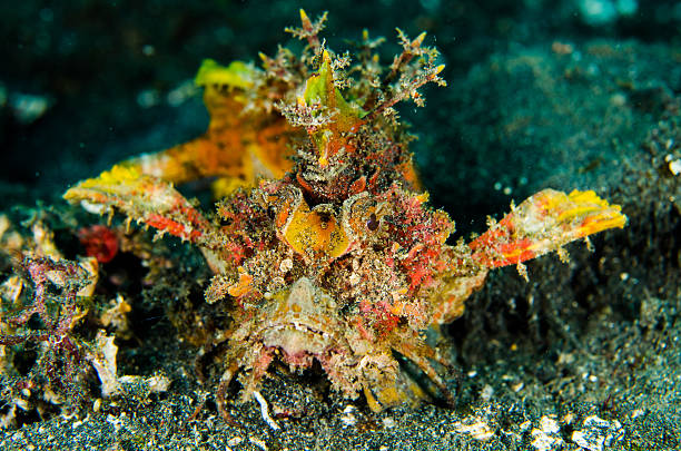 istock scuba diving scorpionfish lembeh indonesia underwater 479142528