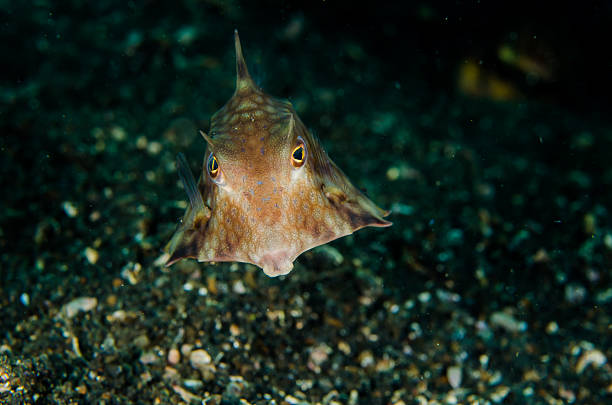 istock scuba diving lembeh indonesia longhorn cowfish 479142554