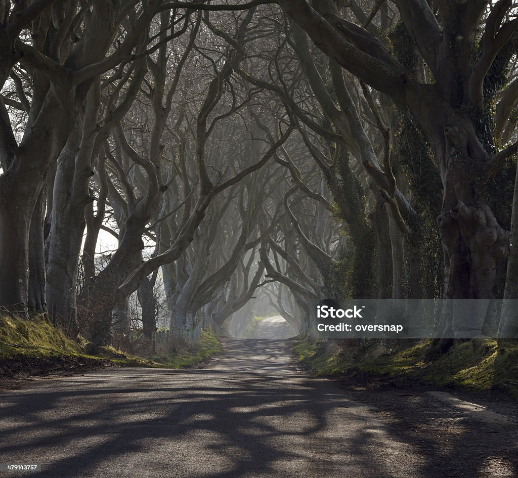 Haunted en bois - Photo de Dark Hedges libre de droits