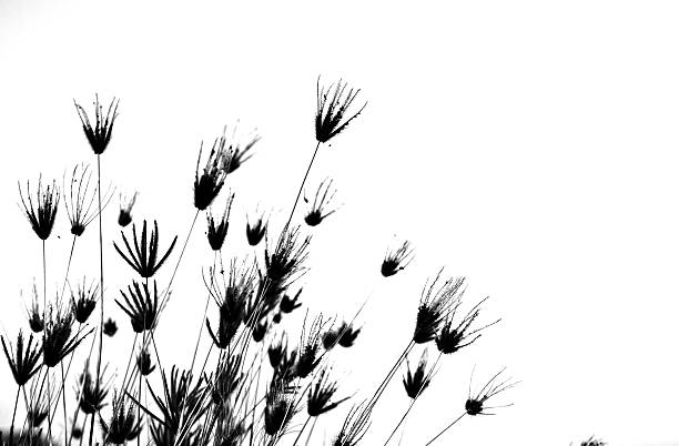 istock Grass flowers in autumn 479143873