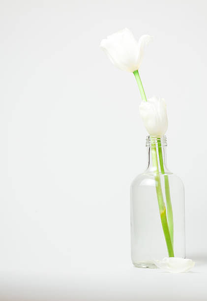 White tulips in a glass bottle