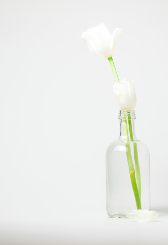 Two white tulips in a transparent bottle-vase on a white background