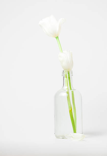 istock White tulips in a glass bottle 479144761