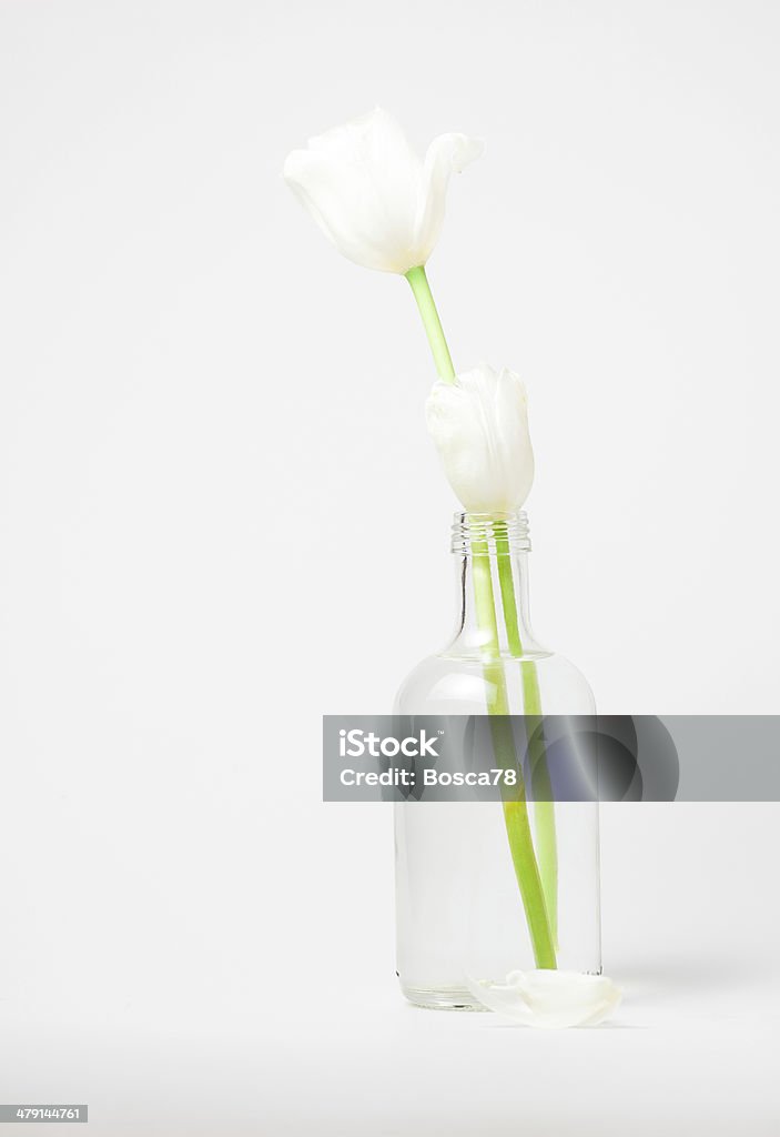 White tulips in a glass bottle Two white tulips in a transparent bottle-vase on a white background Bottle Stock Photo