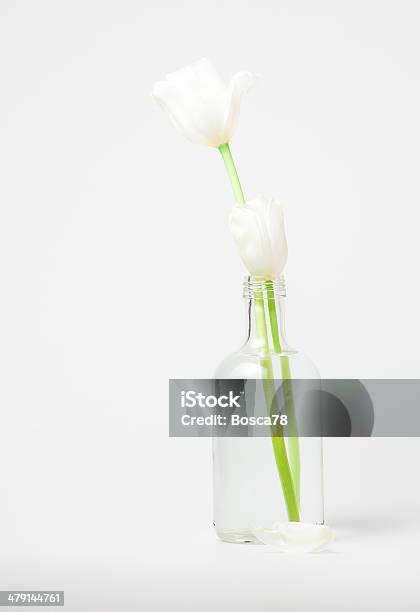 White Tulips In A Glass Bottle Stock Photo - Download Image Now - Bottle, Close-up, Closed