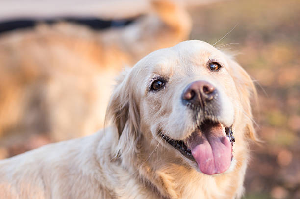 istock Smiling  golden retriever 479145275