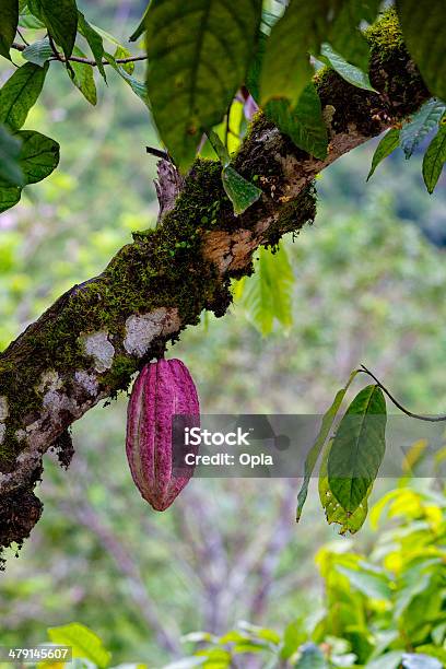 Photo libre de droit de Arbre Avec Haricots Mûrs De Cacao banque d'images et plus d'images libres de droit de Chocolat chaud - Chocolat chaud, Plantation, Aliment