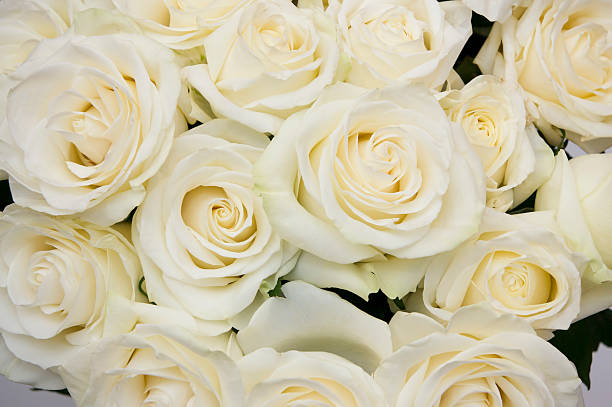 istock Bouquet white rose closeup 479145727
