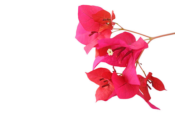 istock Bougainvillea flower isolated on white background 479146455