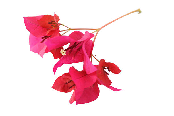 istock Bougainvillea flower isolated on white background 479146467