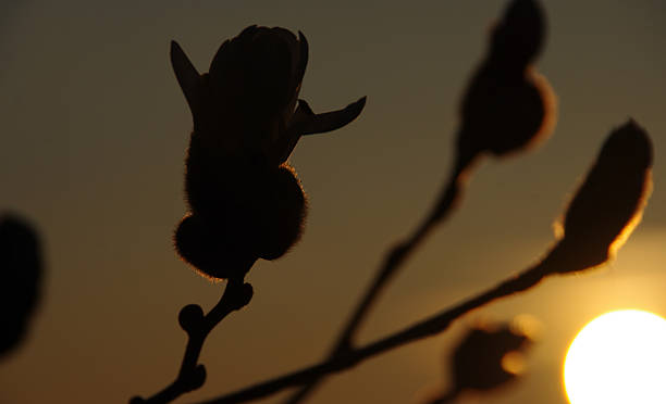 istock Sunrise setting in the country 479146533
