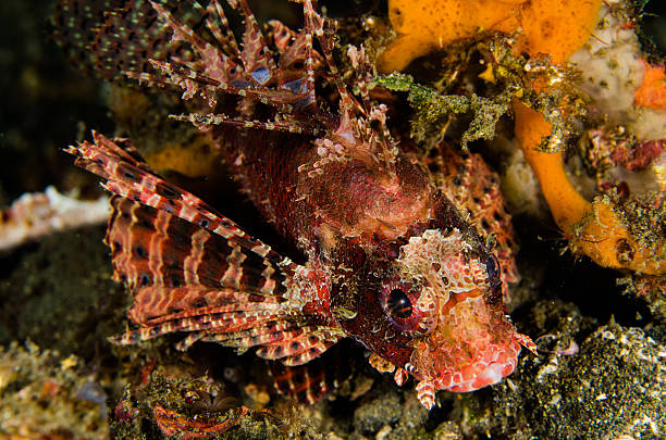 istock scuba diving lembeh strait indonesia shortfin lionfish 479146578