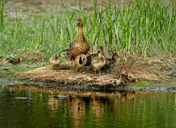 110+ American Black Duck Stock Photos, Pictures & Royalty-Free Images - iStock | American wigeon, Wood duck, Snow geese