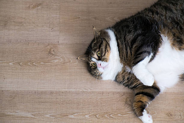 Fat tabby cat is lying at the wood ground stock photo