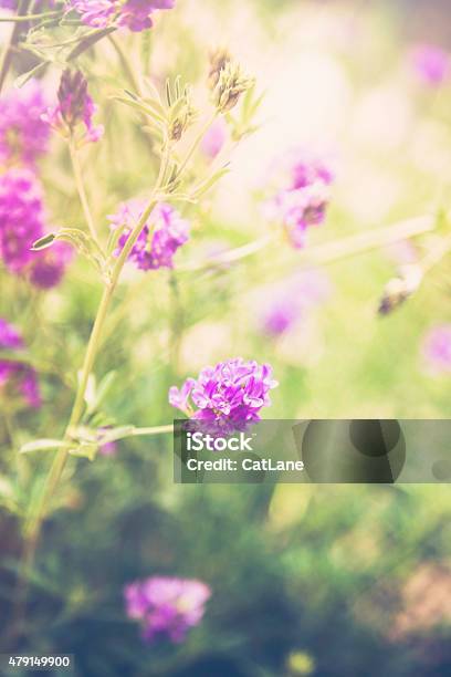 Delicate Pink Blooms In Lush Green Foliage Colorado Wildflowers Stock Photo - Download Image Now