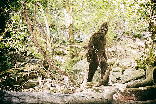 bigfoot en wild - yeti fotografías e imágenes de stock