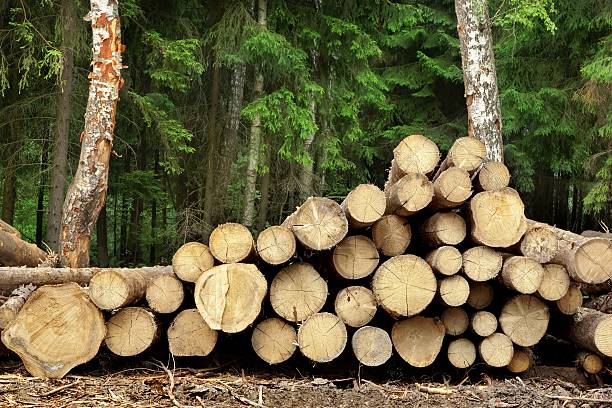 istock Woodpile From Sawn Pine And  Spruce Logs For Forestry Industry 479150328