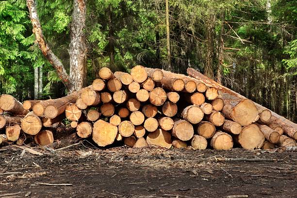 istock Woodpile From Sawn Pine And  Spruce Logs For Forestry Industry 479150668