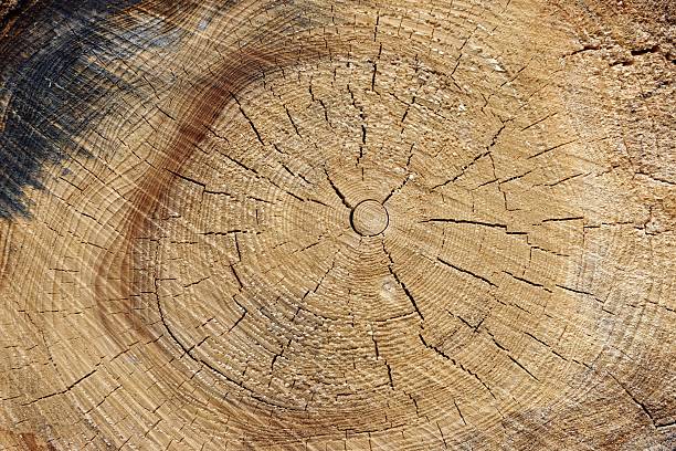 istock Close-up Of Old Pine Tree Rough Cross Section Background Texture 479150702