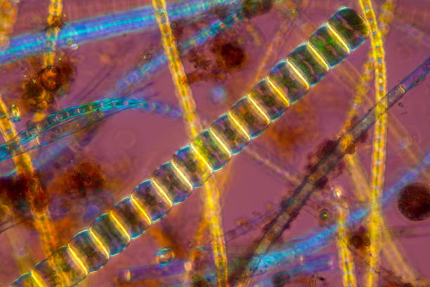 Uothrix 860+ Green Algae Abstract Stock Photos, Pictures & Royalty-Free Images ...