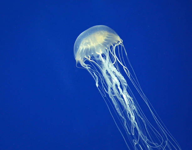 Box Jellyfish stock photo
