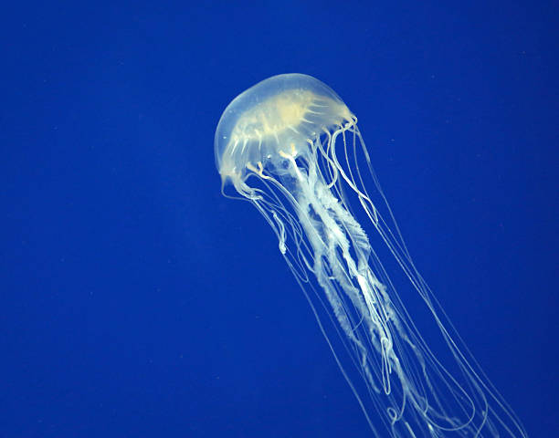 морская оса - box jellyfish стоковые фото и изображения