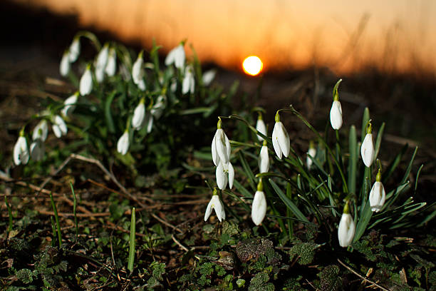 Snowdrops in sunlight stock photo