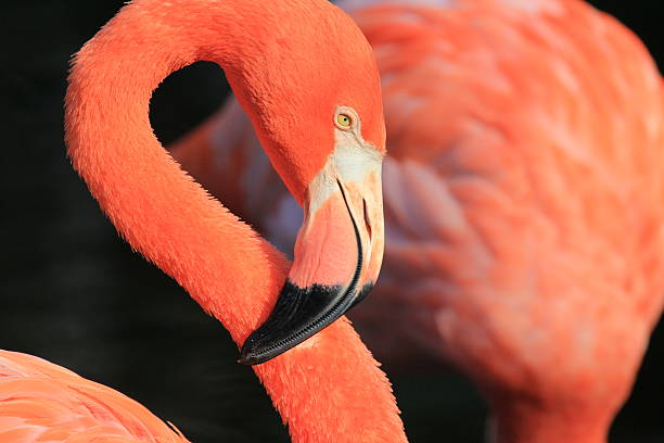 Flamingo's head in profile stock photo