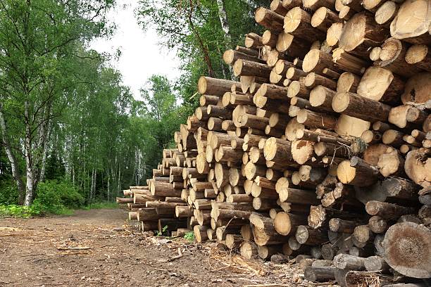 istock Woodpile From Sawn Pine And  Spruce Logs For Forestry Industry 479151528