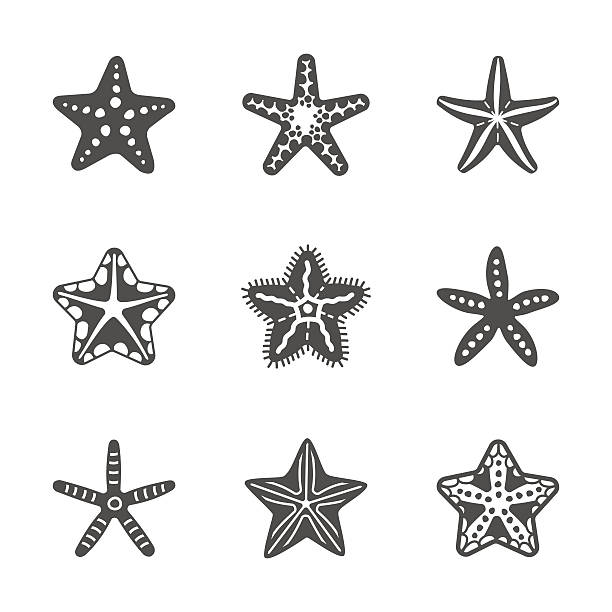 ilustrações, clipart, desenhos animados e ícones de vector conjunto de diferentes forma de estrela-do-mar - starfish
