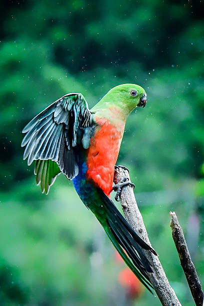 istock Female King Parrot with outstretched wings 479155124