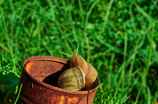 snail crawling out of a rusty tin can on a background of green grass