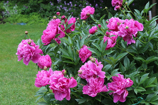 Gorgeous photo of pink blossoms on a peony bush in a garden in a backyard.  Lush green grass and purple flowers in the background complete the photo.