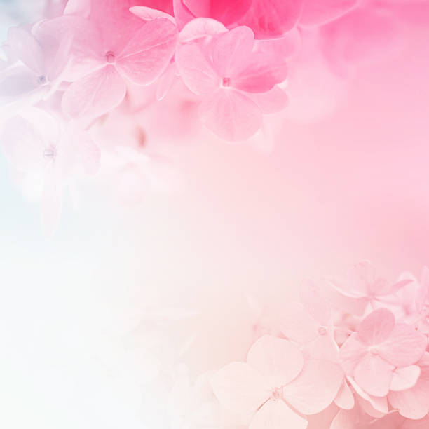 istock sweet color hydrangeas in soft and blur style 479155358