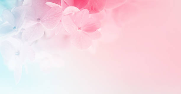istock sweet color hydrangeas in soft and blur style 479155378