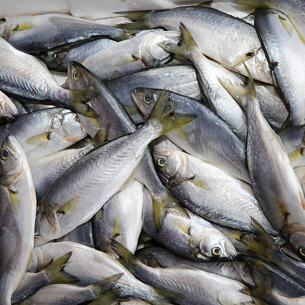 Fresh Fish