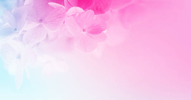 istock sweet color hydrangeas in soft and blur style 479155664