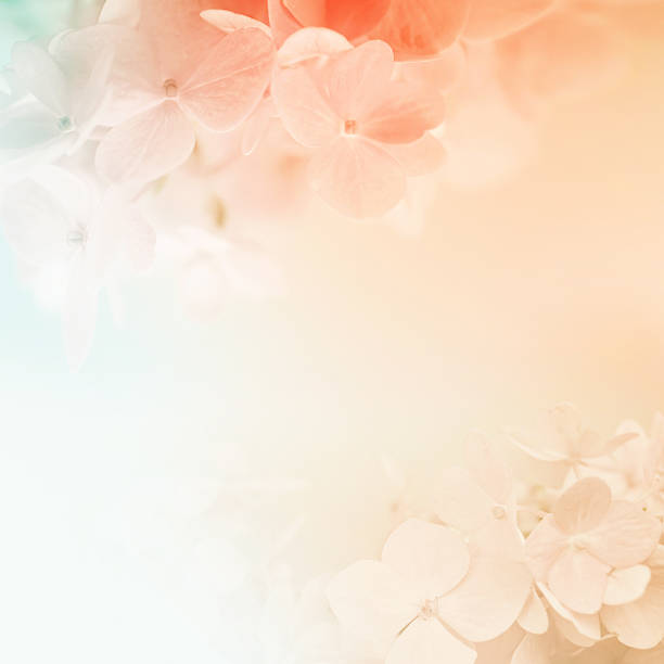 istock sweet color hydrangeas in soft and blur style 479155666