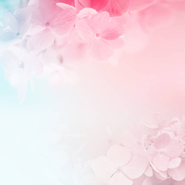 istock sweet color hydrangeas in soft and blur style 479155676