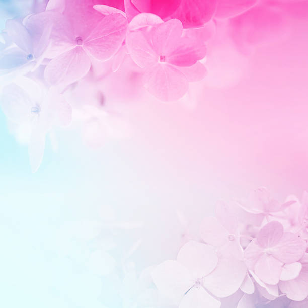 istock sweet color hydrangeas in soft and blur style 479155680